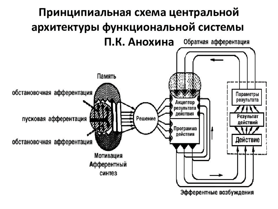 Состав функциональной системы. Анохину. Схема функциональной структуры гост. Состав функциональной системы. Функциональная структура системы искусственного интеллекта.