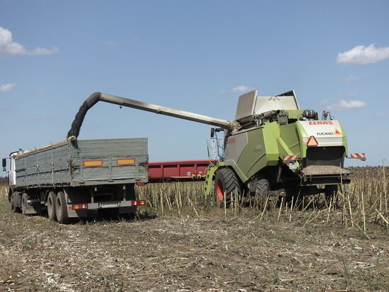     Собрано порядка 100 тысяч тонн подсолнечника, что на 61% больше, чем в 2021 году. фото: msh.rk.gov.ru