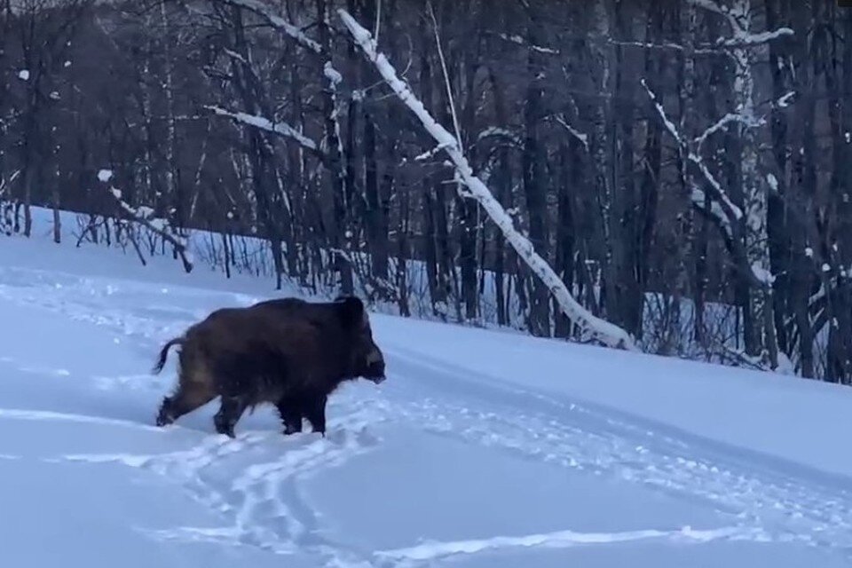     Животное попало в кадр рядом с подкормочной площадкой. Фото: стоп-кадр с видео нацпарка "Бузулукский бор"