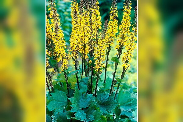 Пахистахис — тропический цветок с желтыми цветами-свечками | Комнатные цветы и уход за ними