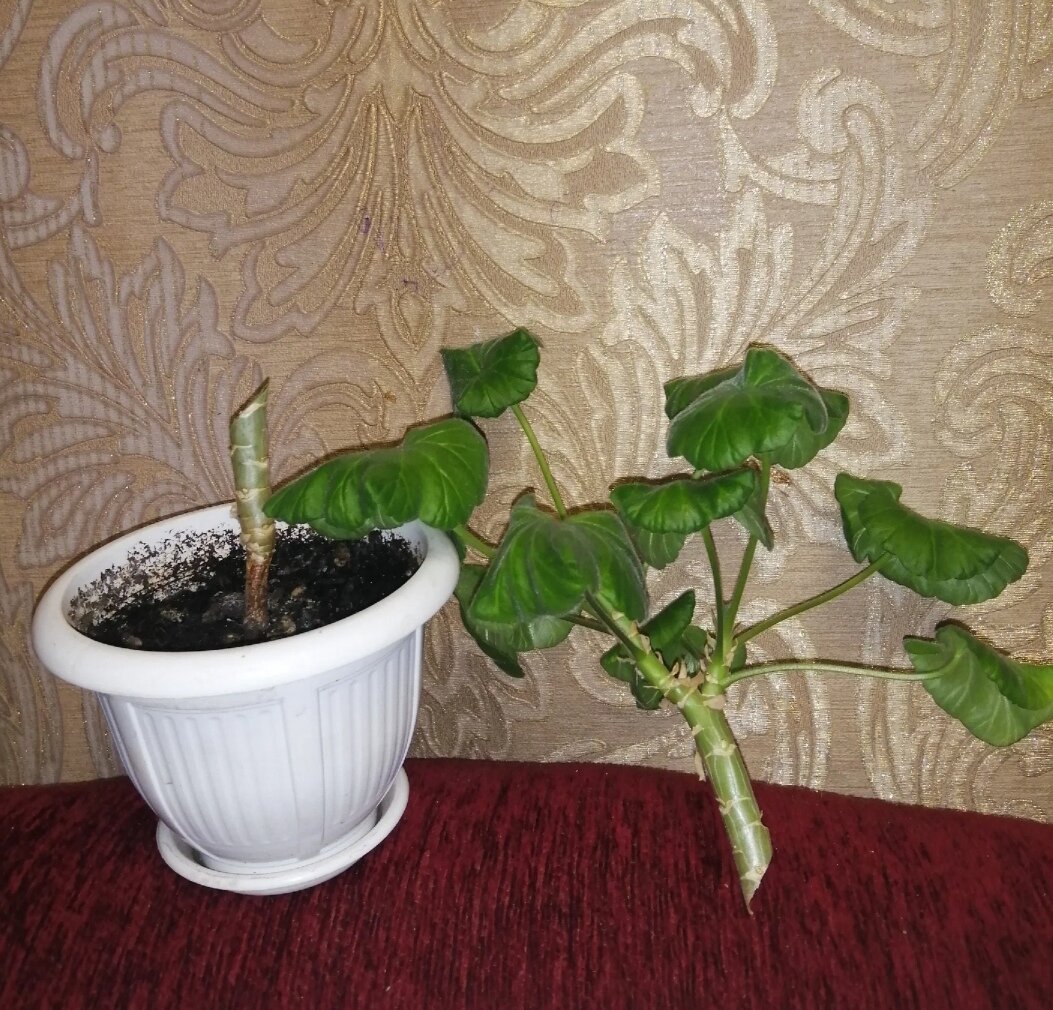 Пеларгония (обрезка)