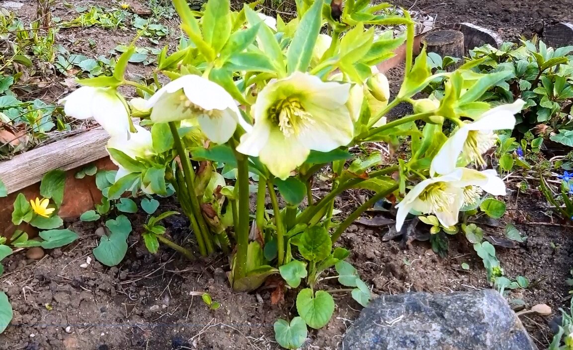 Морозник (Фото автора)