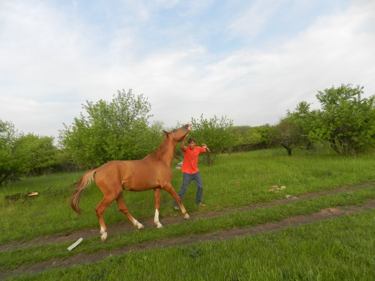 Донской жеребец Брабант, 2012