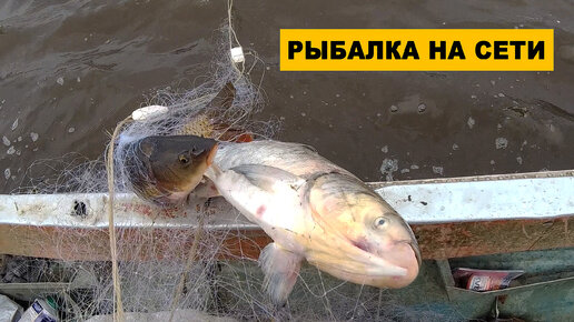 Видео о рыбалке на толстолобика: советы, тактики, оснащение