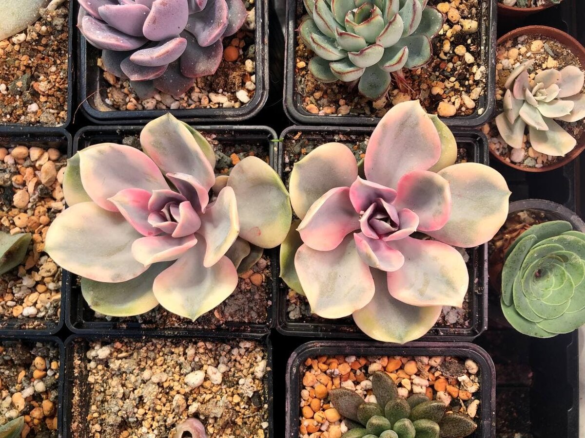 Echeveria Ranbow