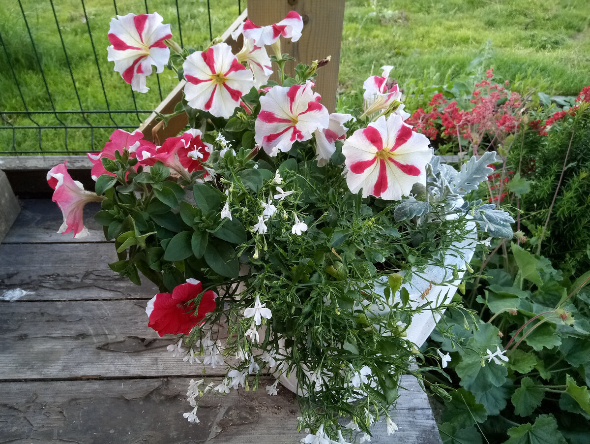 Петуния, лобелия, цинерария в белом садовом кашпо на дощатой террасе, листая галерею вы увидите, как в процессе роста менялся внешний облик композиции
