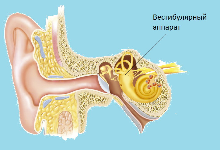 Фото вестибулярного аппарата
