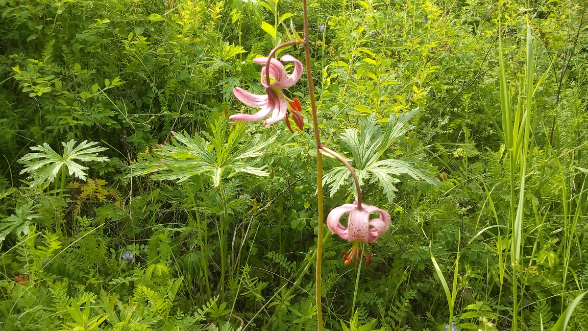 Лилия кудрявая Саранка