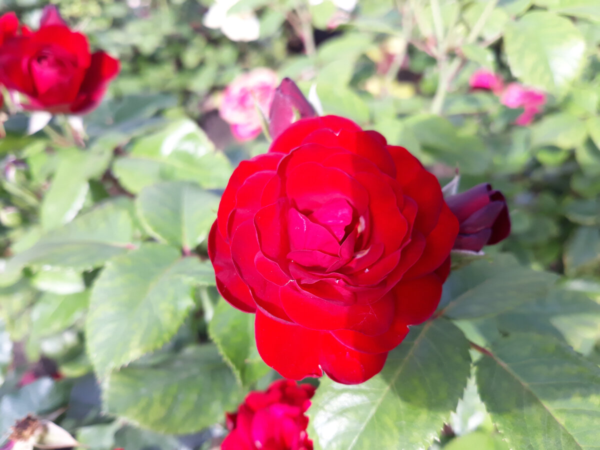 Роза красивая... Будь как роза ;)