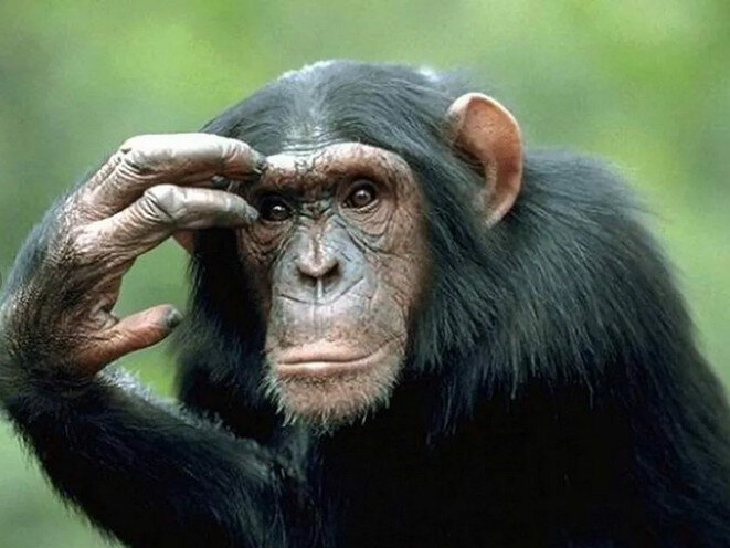     Мы не знаем на каком языке общались наши предки. Но они понимали друг друга, значит язык был. Также сегодня, мало кто понимает как общаются те же приматы. Но они понимают друг друга и очень хорошо. Поэтому текст построен по принципу логики, хоть и современной. 