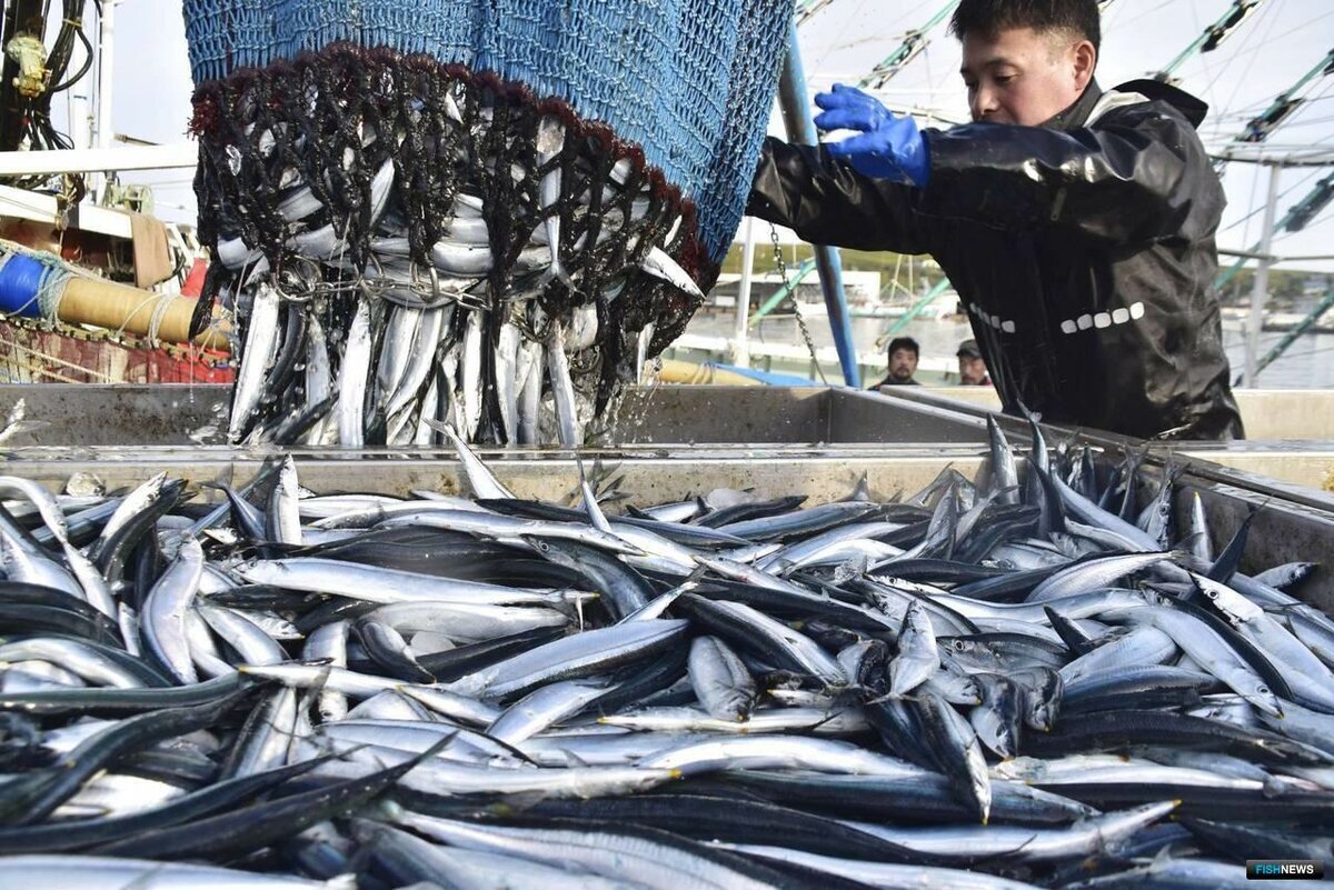 Какую рыбу до сих пор не выращивают люди и почему | fish2o | производитель  премиум лосося | Дзен