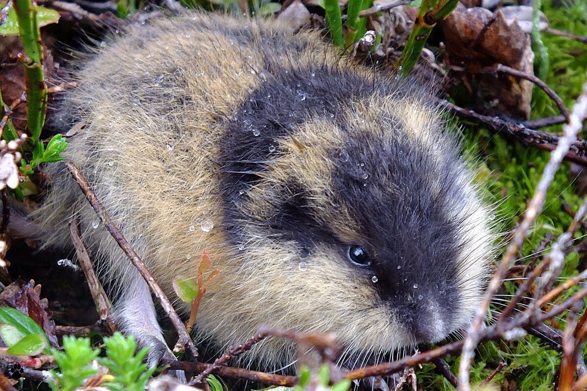 Глаза бусины