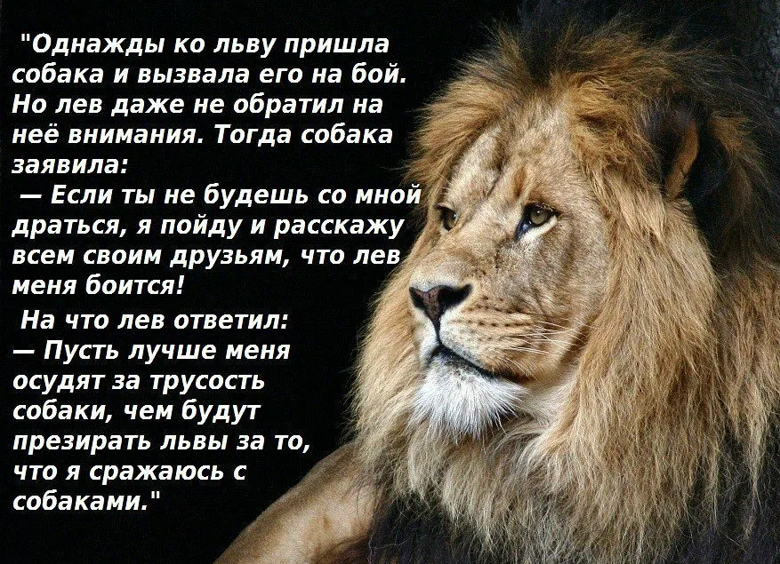Что за тигр этот лев фраза