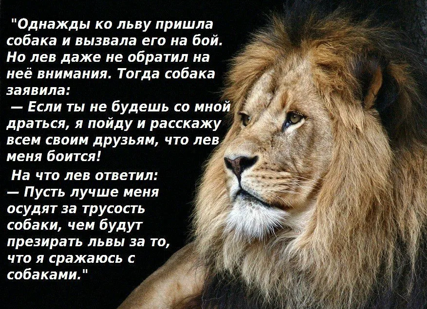 Фразы про львов. Высказывания про Львов. Лев цитаты. Афоризмы про Львов. Высказывания про Льва.