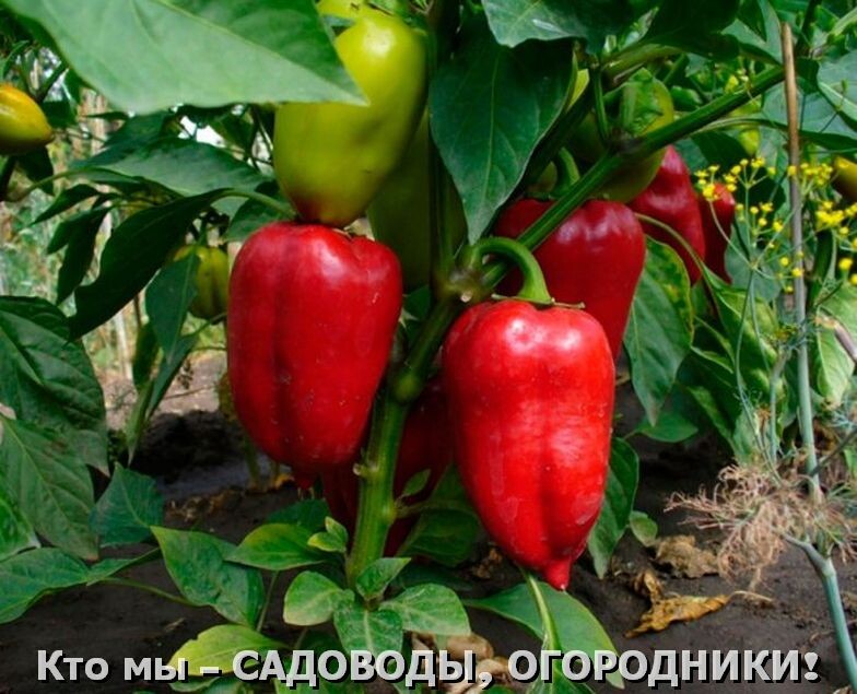 Фото с pixabay