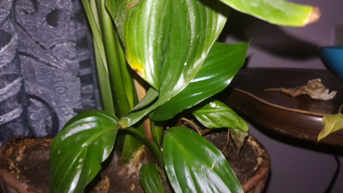 Виды цветов Сорта цветов