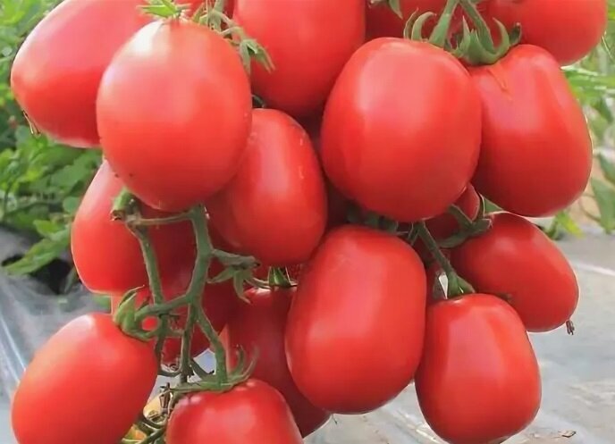 Детская сладость томат описание сорта фото Обзор ранних, вкусных, сахаристых сортов томата Записки огородницы Дзен