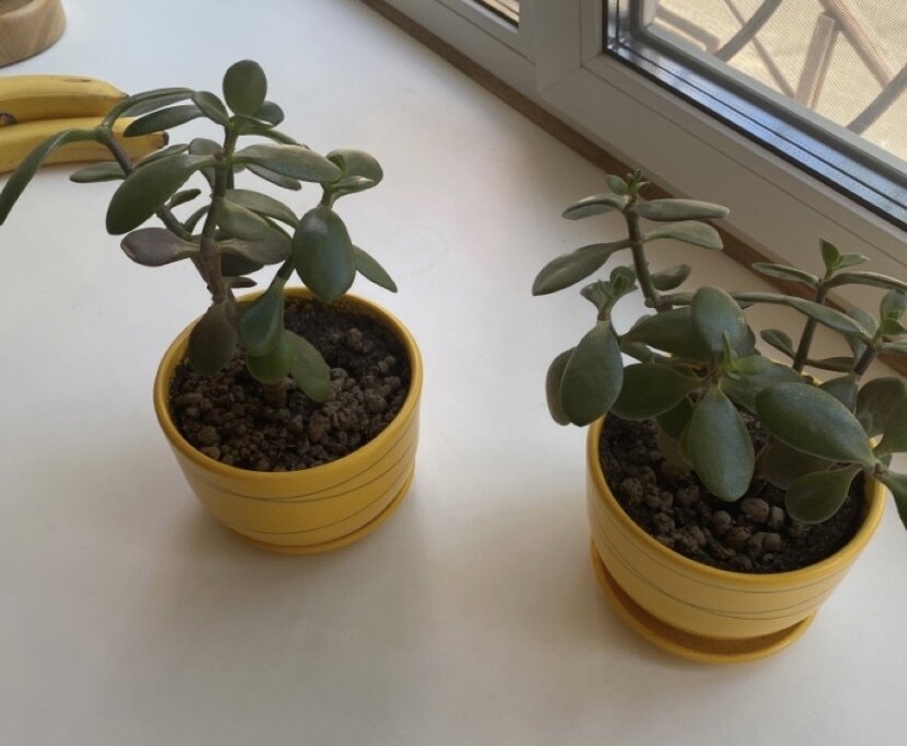 Молодые крассулы, у которых огромный потенциал стать роскошными деревцами.