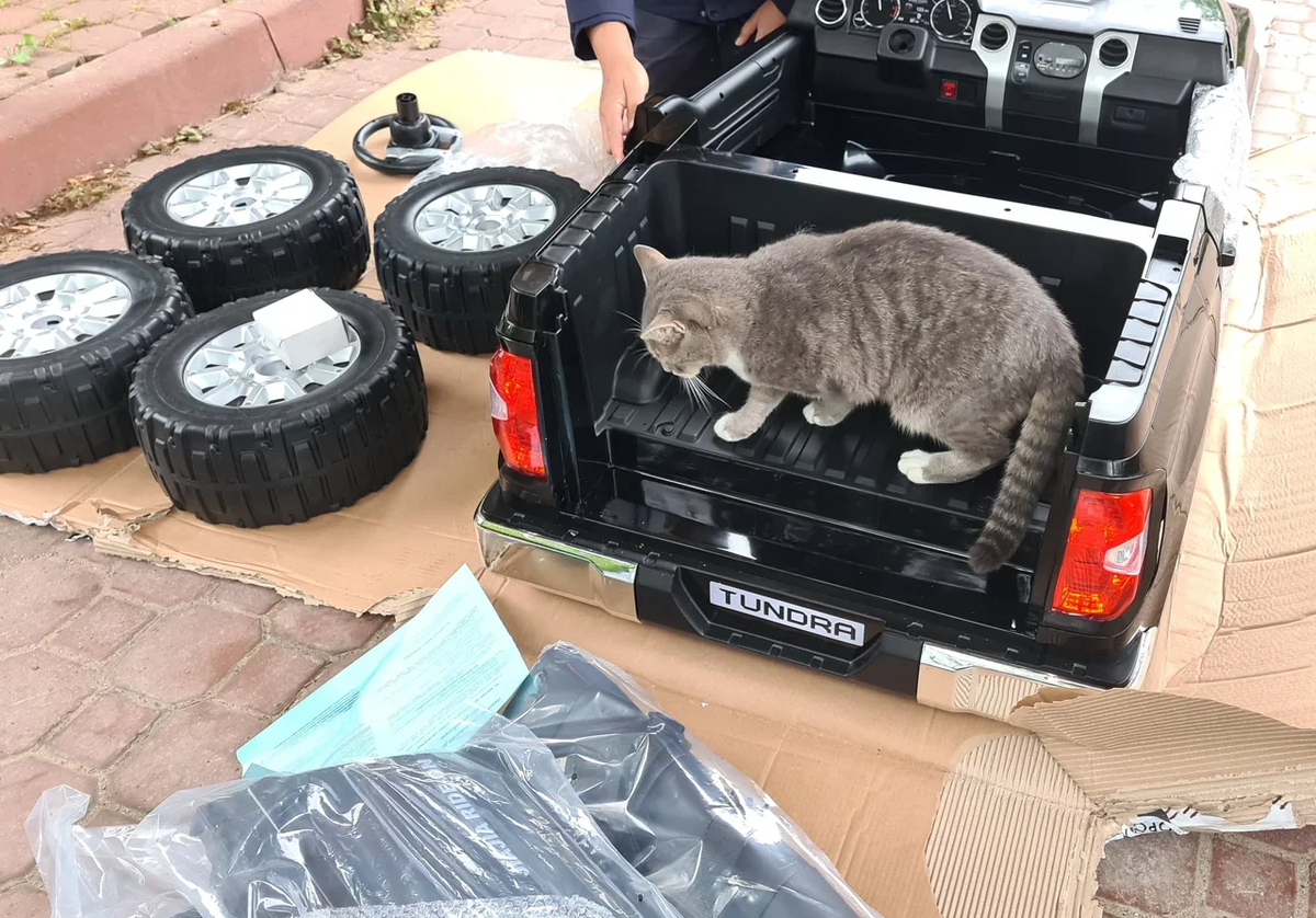 Автомобиль собран и готов на подвиги. Маруся конечно же помогала 😺 |  КОТО🐈БЛОГ | Дзен