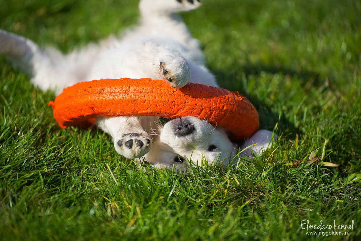 На фото наша малышка Мия. Ей сейчас 2 месяца.