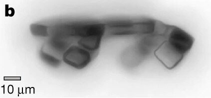 Снимок маленького робота. Полоса внизу слева соответствует 10 микрометрам (мкм)