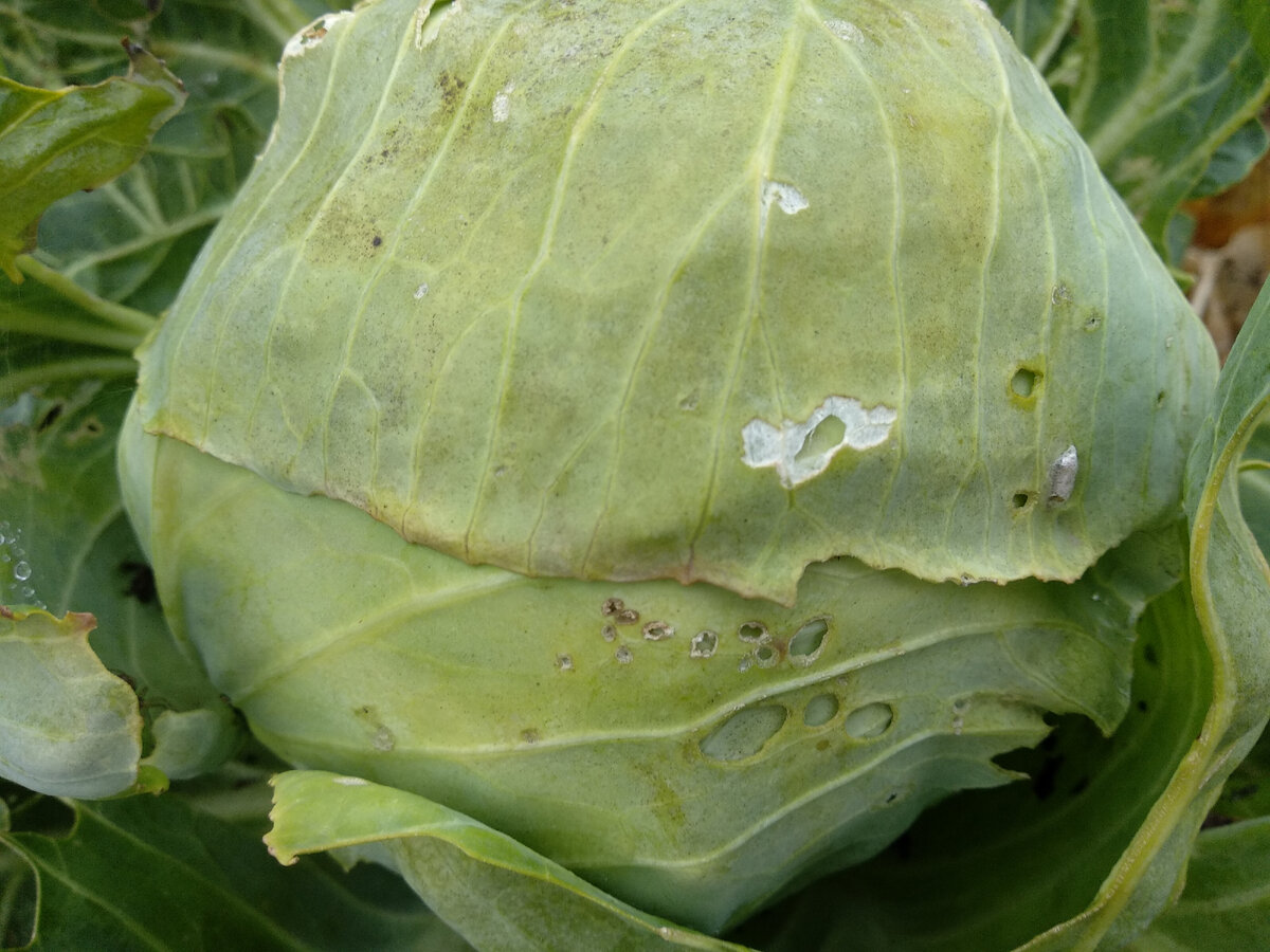 Кочан капусты с признаками поражений капустной молью. Фото автора