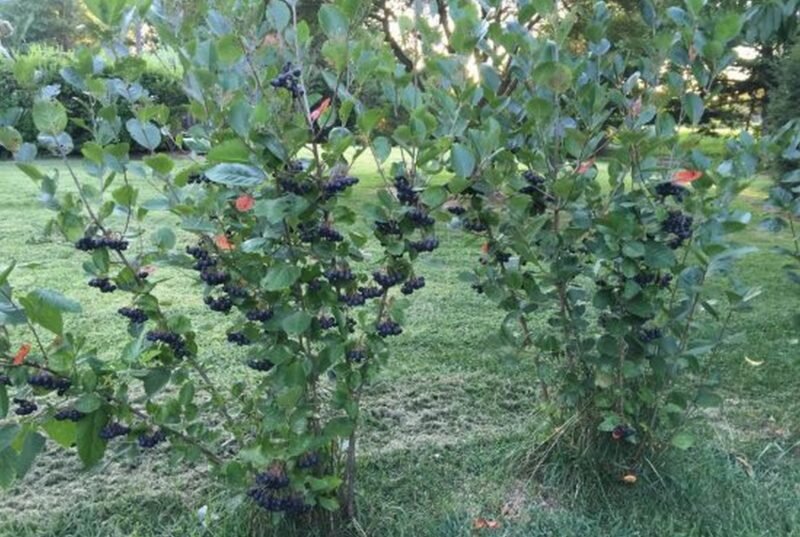 Черноплодная рябина. Иллюстрация для статьи используется с сайта frutisad.ru