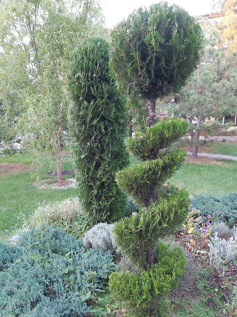 Туя западная Брабант (Thuja occidentalis Brabant) С10 рекомендуем — Питомник Летний сад