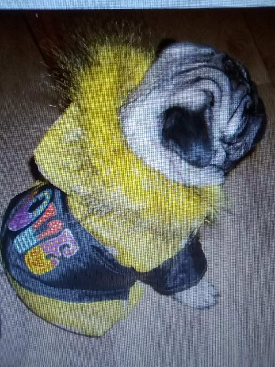 Фото автора. Мопсик готов к прогулке. За качество фото простите, очень старое)