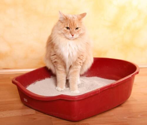 Мочекаменная болезнь