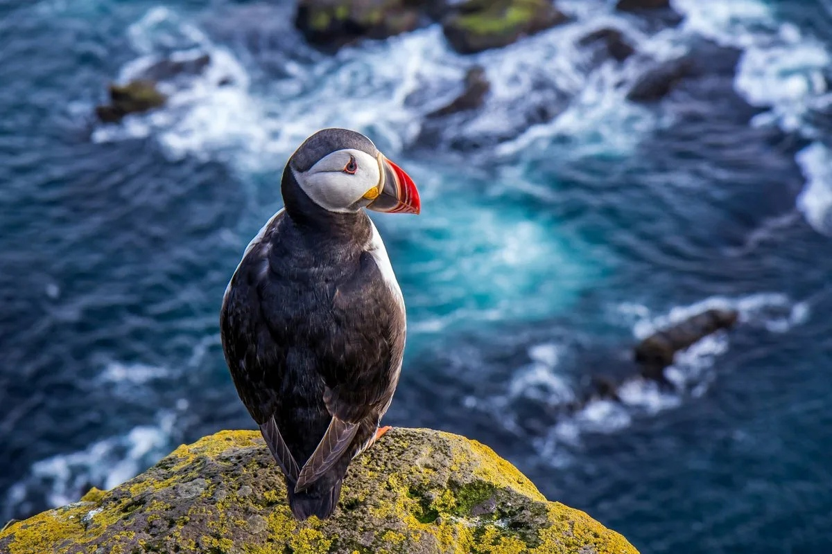 Тише, артист готовится к выступлению, не мешайте! 