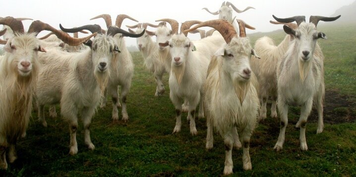 Фото: кашемировые козы. Источник: stroy-podskazka.ru