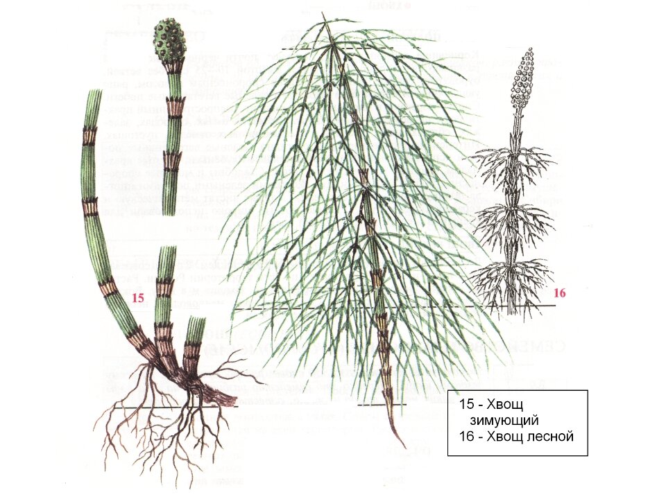 Почему хвощ высшее растение. Хвощ зимующий Equisetum hyemale. Хвощ зимующий(Equisetum hyemale)-4. Корневище хвоща. Хвощ Шаффнера.