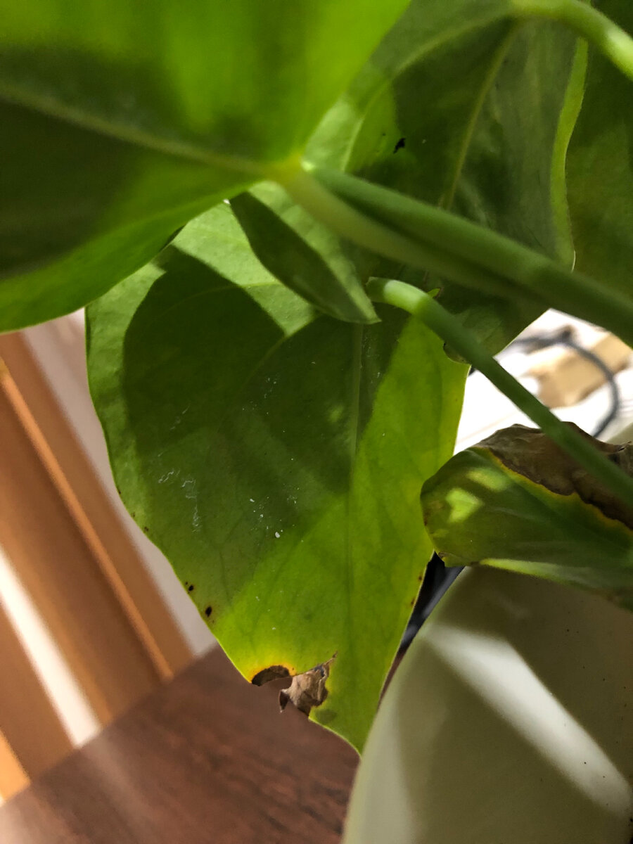 Паутинный клещ на листьях Антуриума 