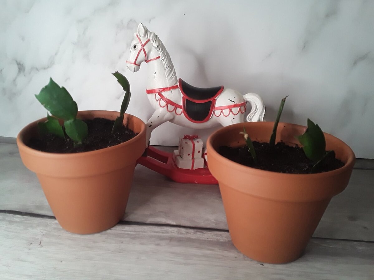 Декабристы в горшках на 0,6 литра