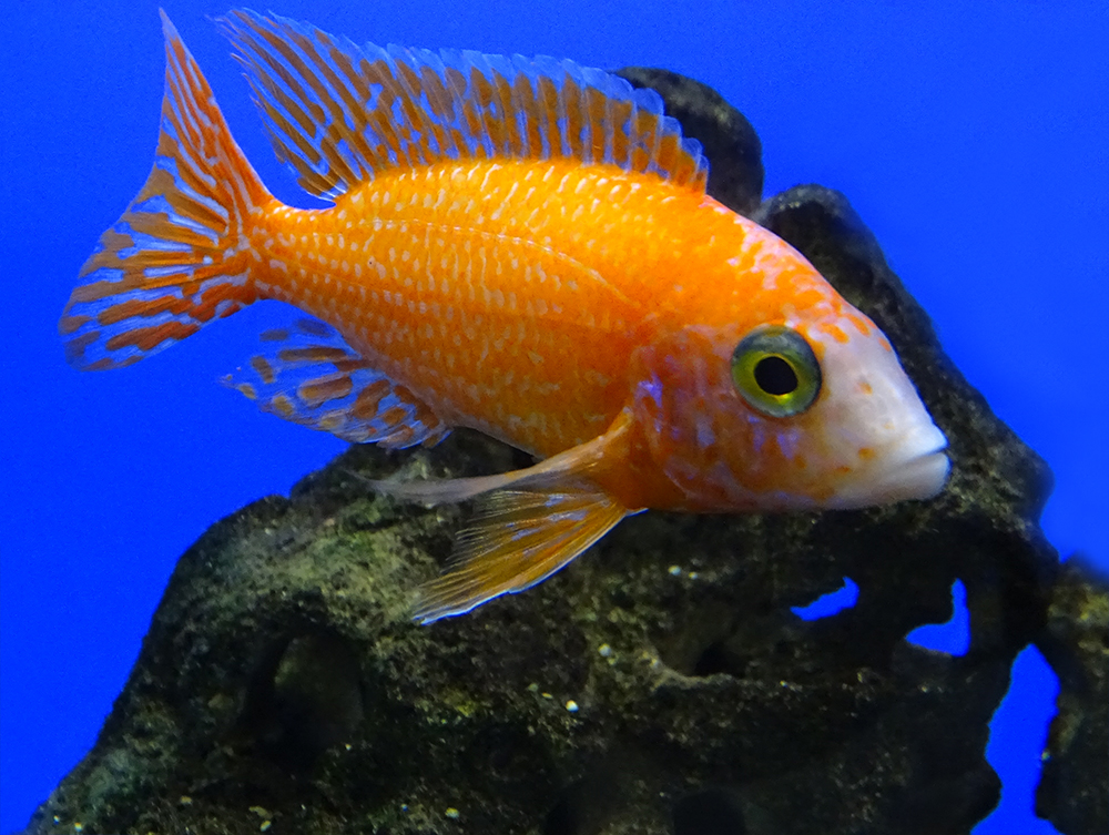 Аулонокара "Орхидея", цихлида озера Малави