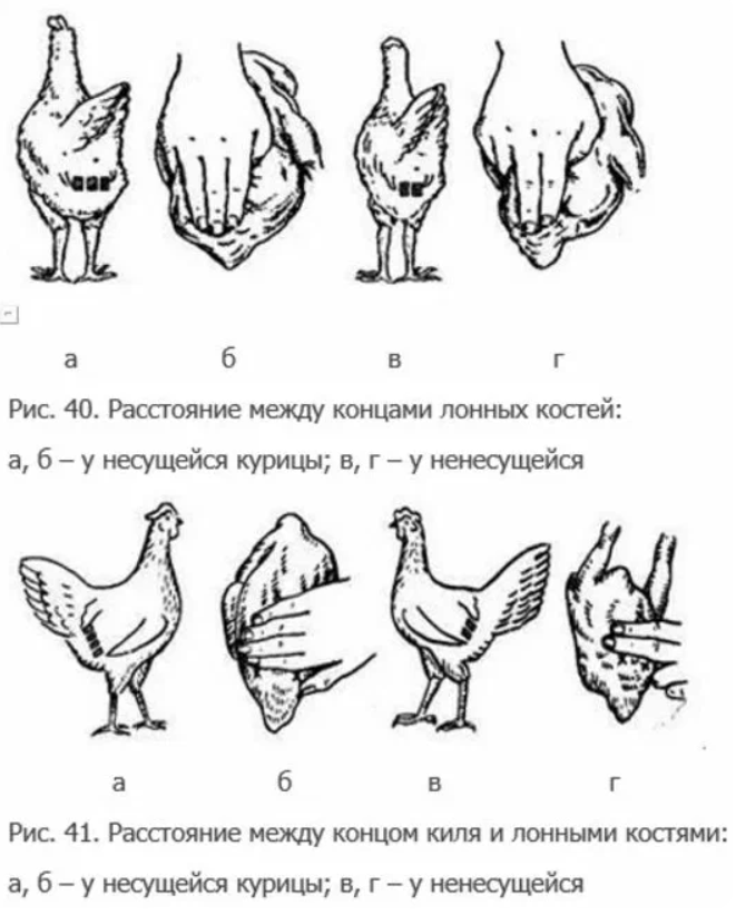 Как определить цыплят кур петух. Как понять Возраст курицы несушки. Как проверить Возраст курицы несушки. Как определить Возраст молодки несушки. Как отличить петушка от курочки в 4 месяца.