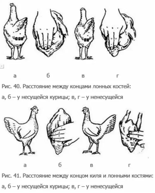 Цыплята как отличить петушка. Как проверить Возраст курицы несушки. Как определить Возраст молодки несушки. Как понять Возраст курицы несушки. Как отличить петушка от курочки в 4 месяца.