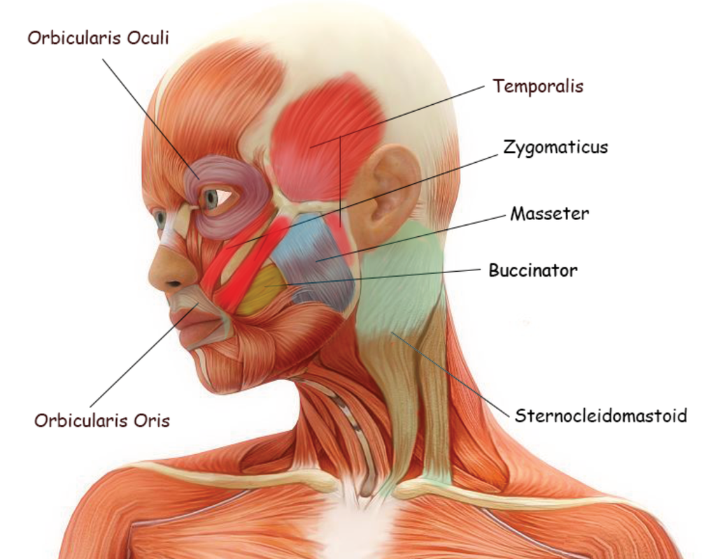 Мышцы лица и мимические мышцы