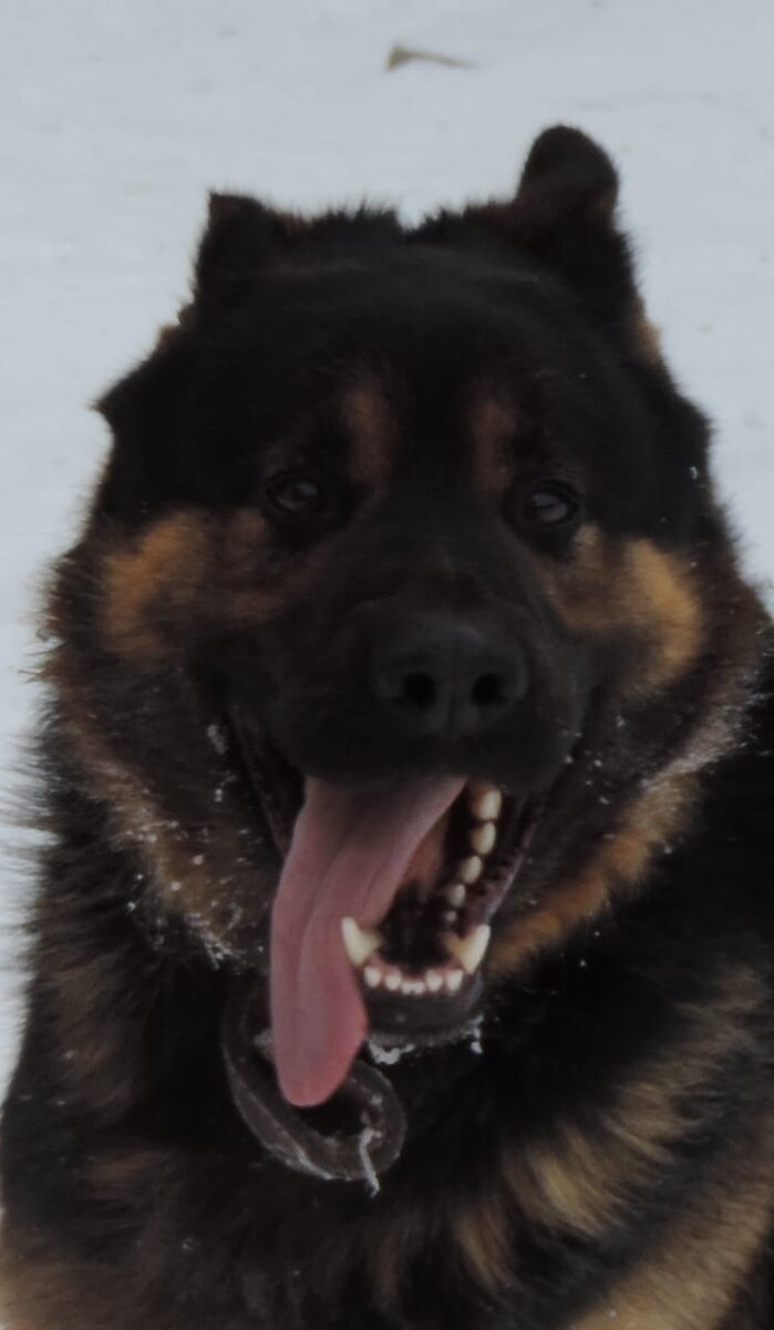 Гермес Зевсович (фото автора) 