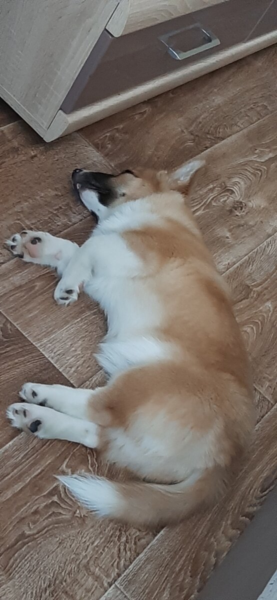 Как красиво спит! Фото автора