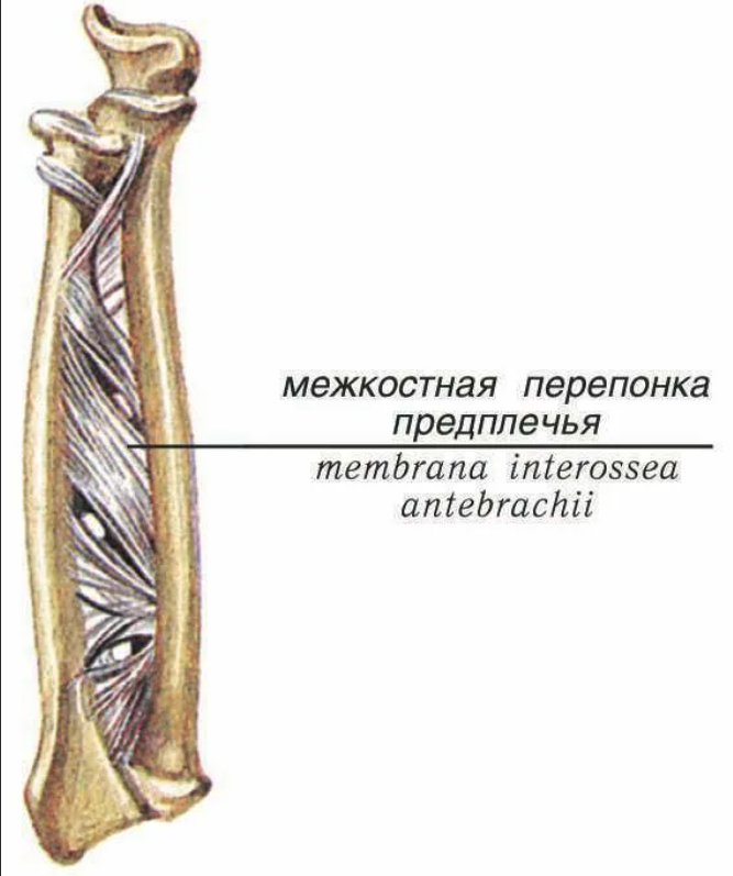 Кости голени соединения. Межкостная мембрана предплечья. Межкостная перепонка предплечья анатомия. Дистальный лучелоктевой сустав.