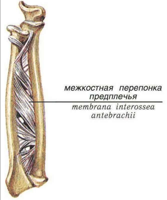 Между костями