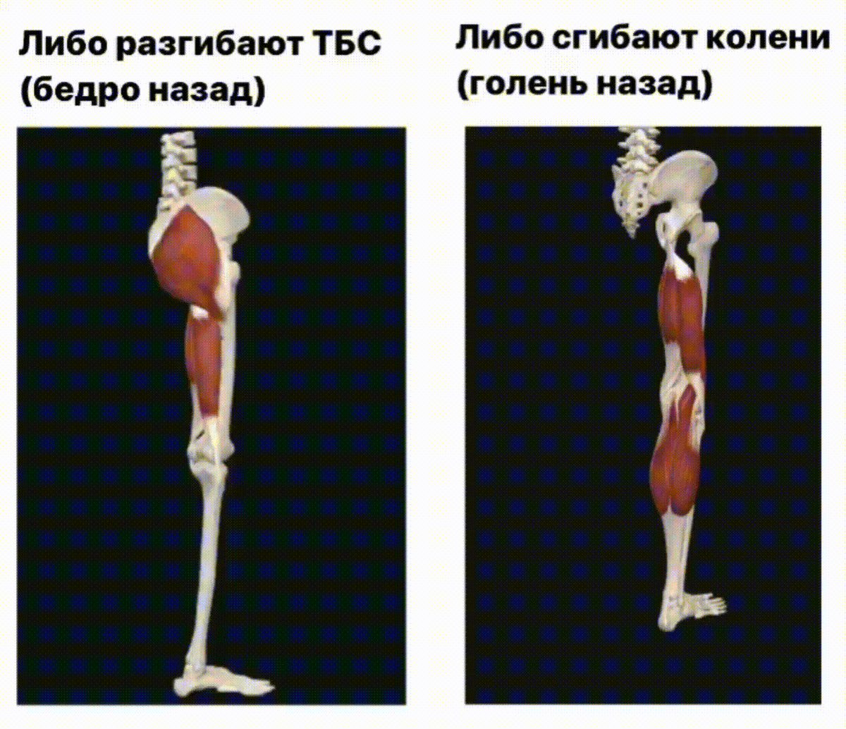 Мышцы задней поверхности бедра могут вызывать движение в двух суставах