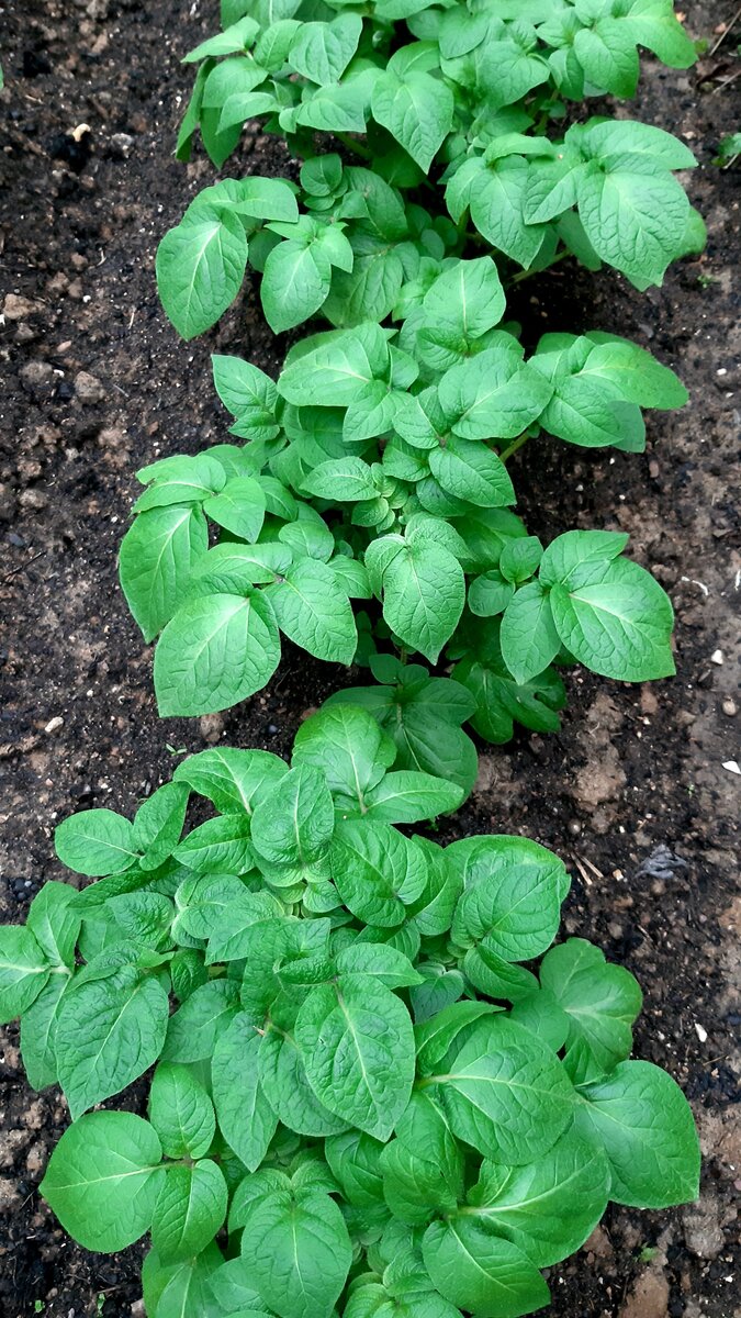 Ботва "Фаворита". Фото автора. 