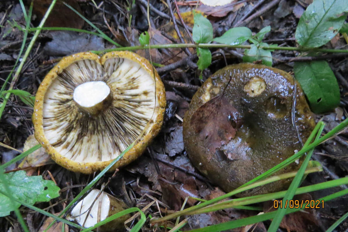 Темные пластинки говорят о неблагополучии, даже чистый срез - не гарантия, червячки забираются сверху, через шляпку.