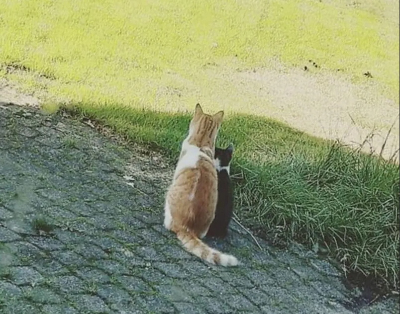 Кот пригласил бездомного котенка к себе домой и вырастил его самым ...