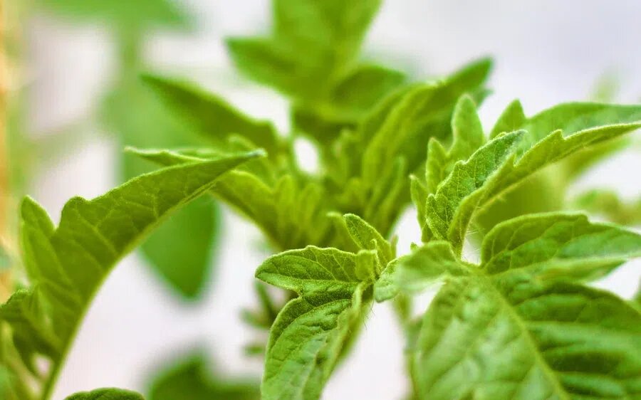 За рассадой лучше следить по лунному календарю. Фото: Pxfuel.com