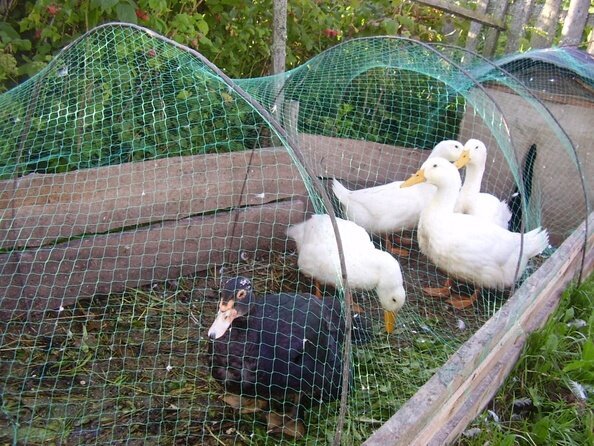 Черный мусик и белые крикучие пекинки