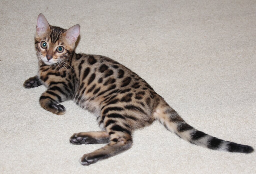 Котенок (бенгальская кошка)